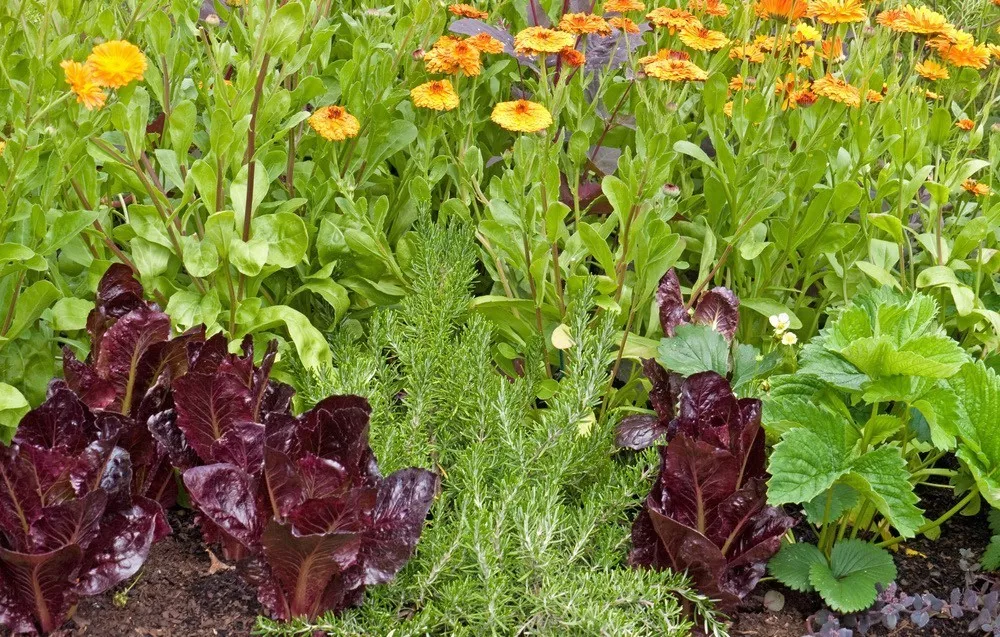 田鼠养殖致富_致富种植田鼠视频大全_田鼠种植致富吗