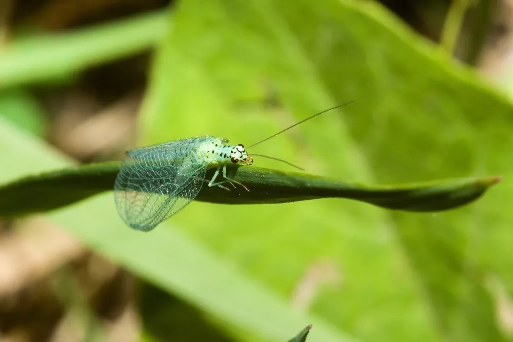 田鼠种植致富吗_致富种植田鼠视频大全_田鼠养殖致富