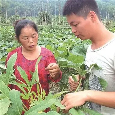 回乡致富项目_返乡种植致富项目_致富返乡种植项目申报书