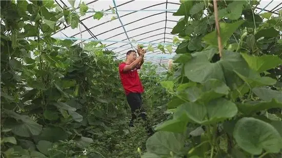 致富返乡种植项目申报书_返乡种植致富项目_回乡致富项目