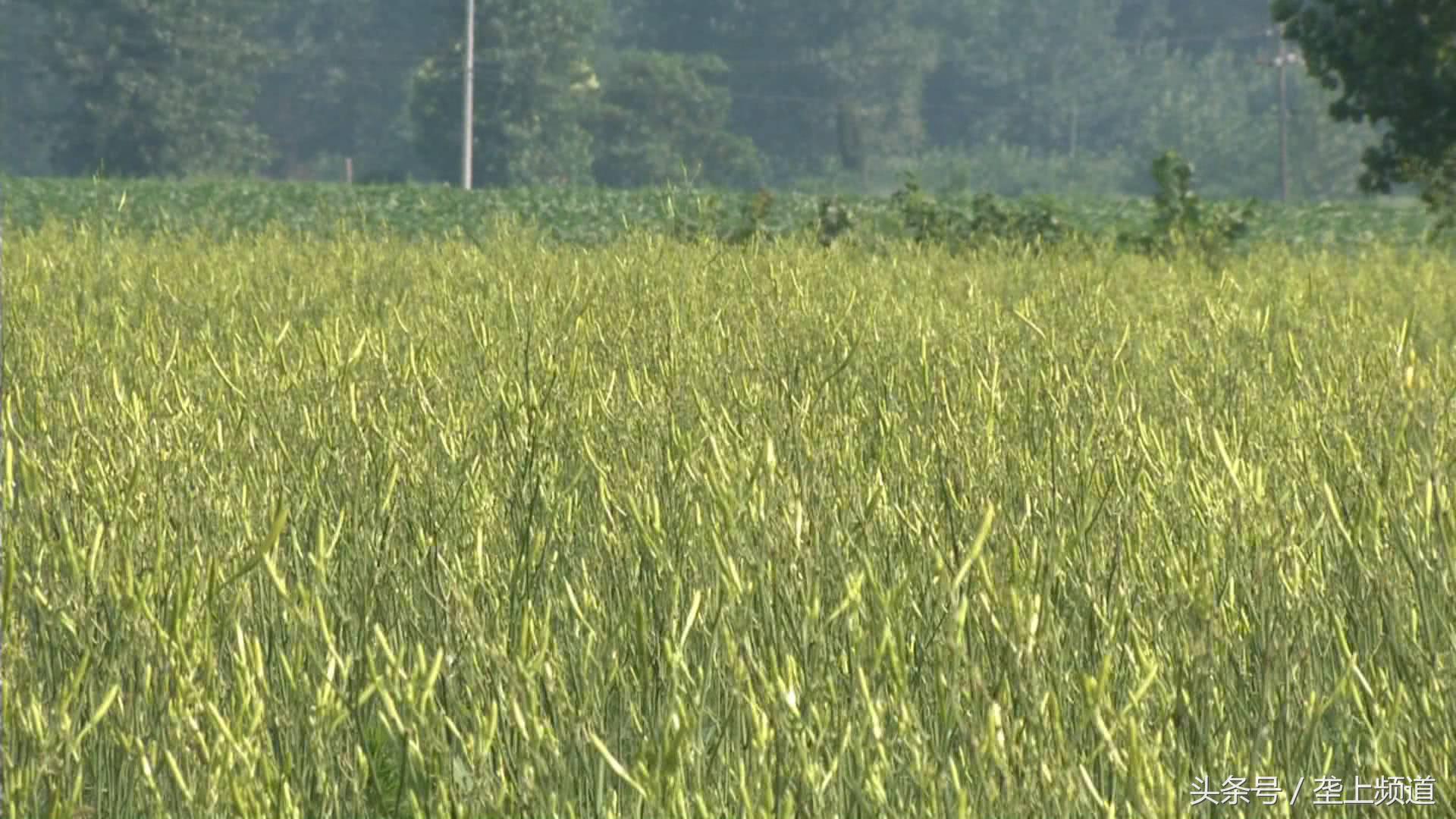 黄花菜成致富花！农民1亩纯收最低5000元！背后有哪些种植法宝？