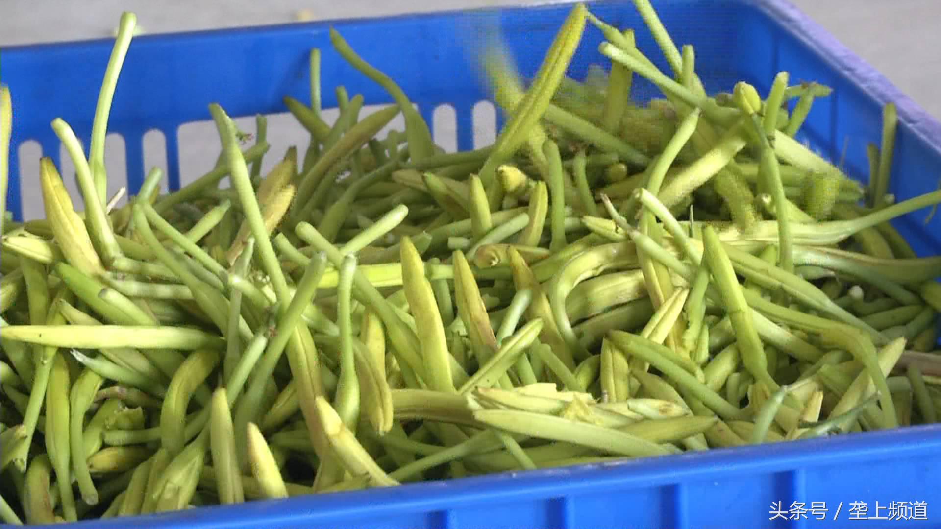 农业致富种植项目_农业种植致富花_农村致富项目种植业