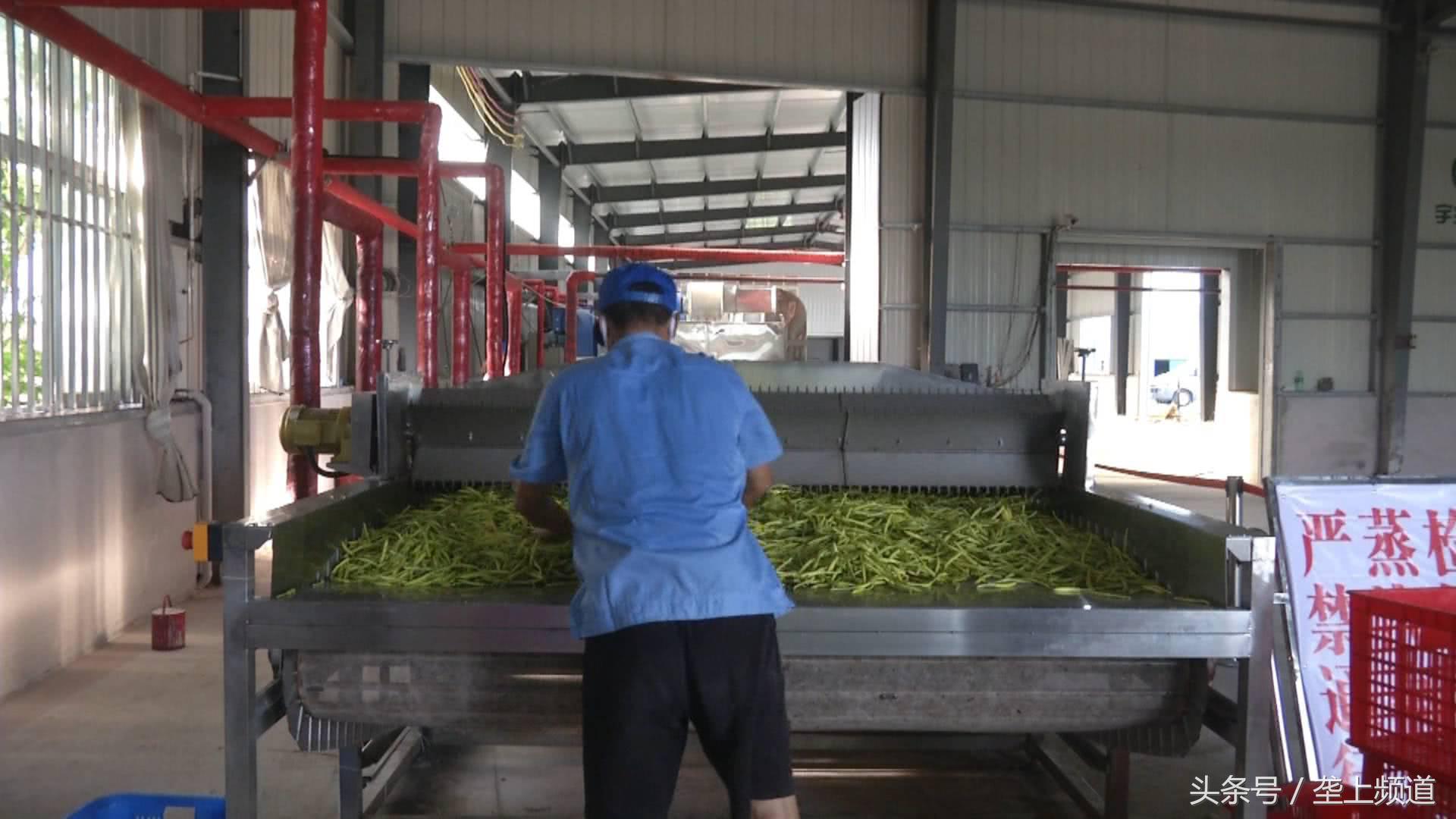 农业致富种植项目_农业种植致富花_农村致富项目种植业