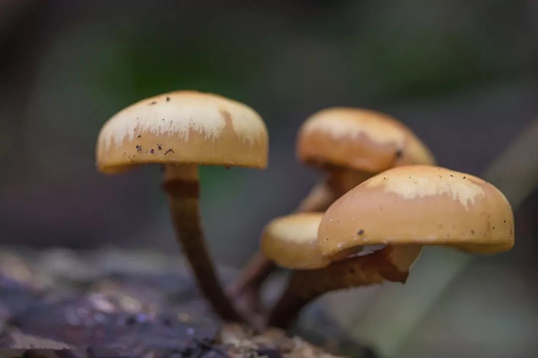 种植技术菇类图片_菇类种植技术_种植菇类的市场前景