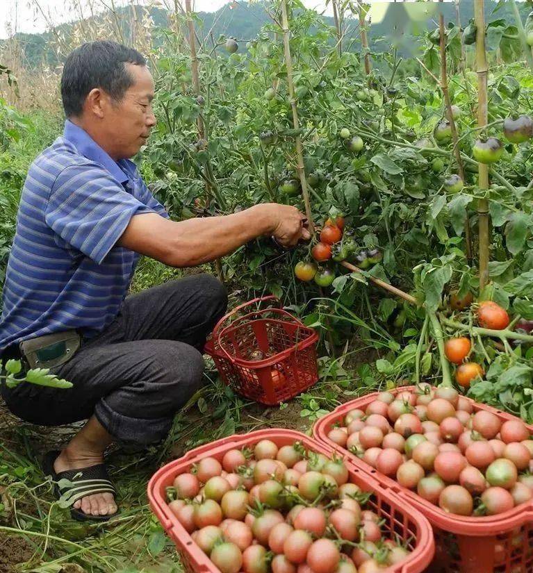 回乡致富项目_返乡种植致富项目_致富返乡种植项目有哪些