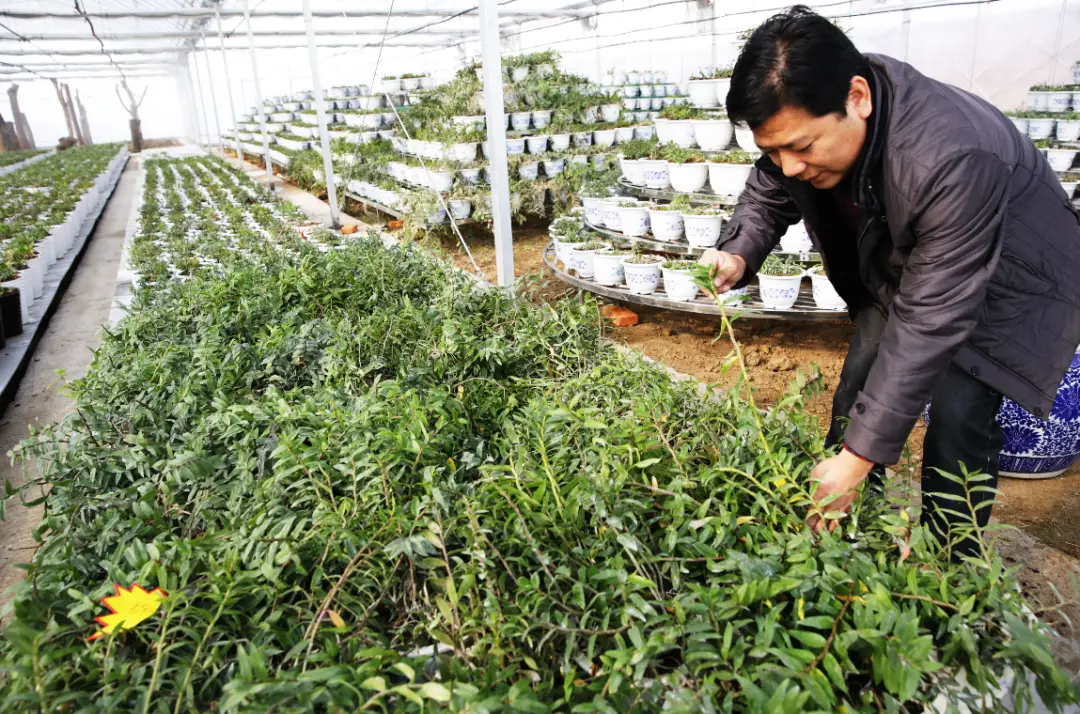 回乡致富项目_致富返乡种植项目申请书_返乡种植致富项目