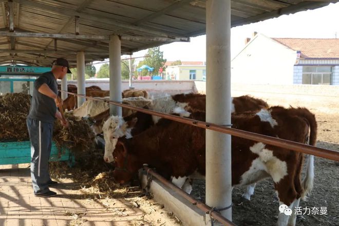 致富经肉牛_致富养牛牛人_致富经肉牛养殖场的视频