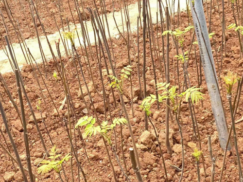 大棚种植香椿前景怎样_致富大棚种植香椿怎么样_大棚香椿种植 致富