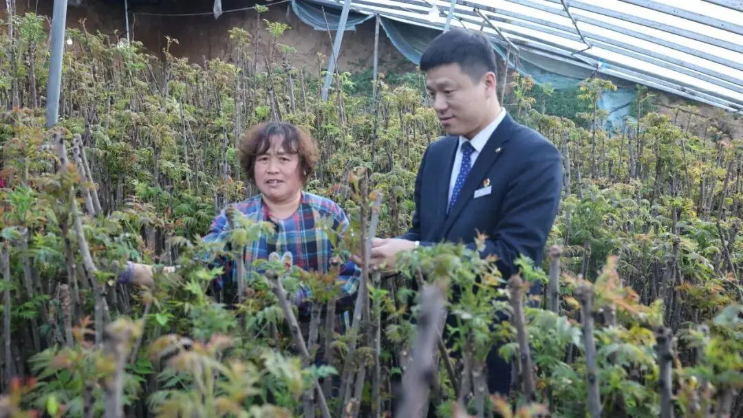 大棚香椿种植 致富_致富大棚种植香椿怎么样_致富大棚种植香椿视频