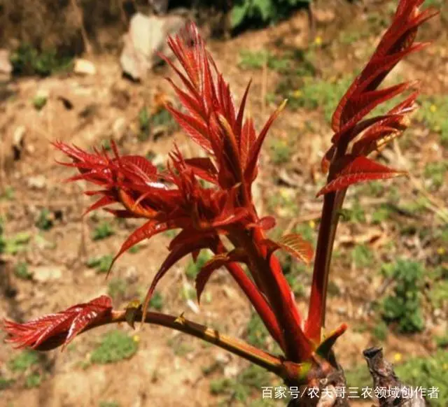 种植这种树，卖叶子都致富，一亩地能收入上万元