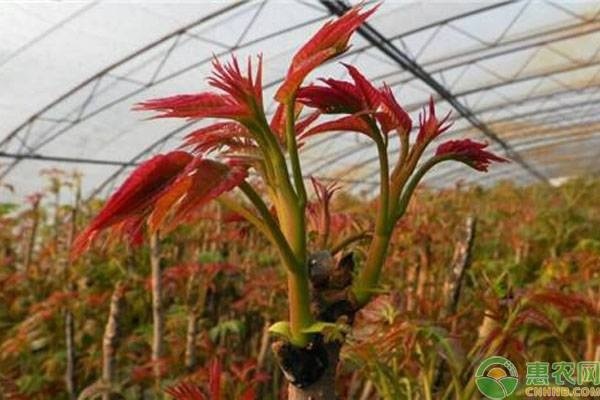 致富大棚种植香椿怎么样_种植大棚香椿的经济效益_大棚香椿种植 致富