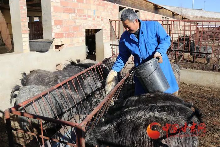 致富养殖肉羊故事大全_致富经肉羊养殖视频_养殖肉羊致富故事