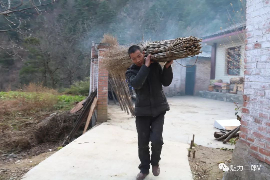 种竹子的故事_竹子致富项目_种植竹子致富故事