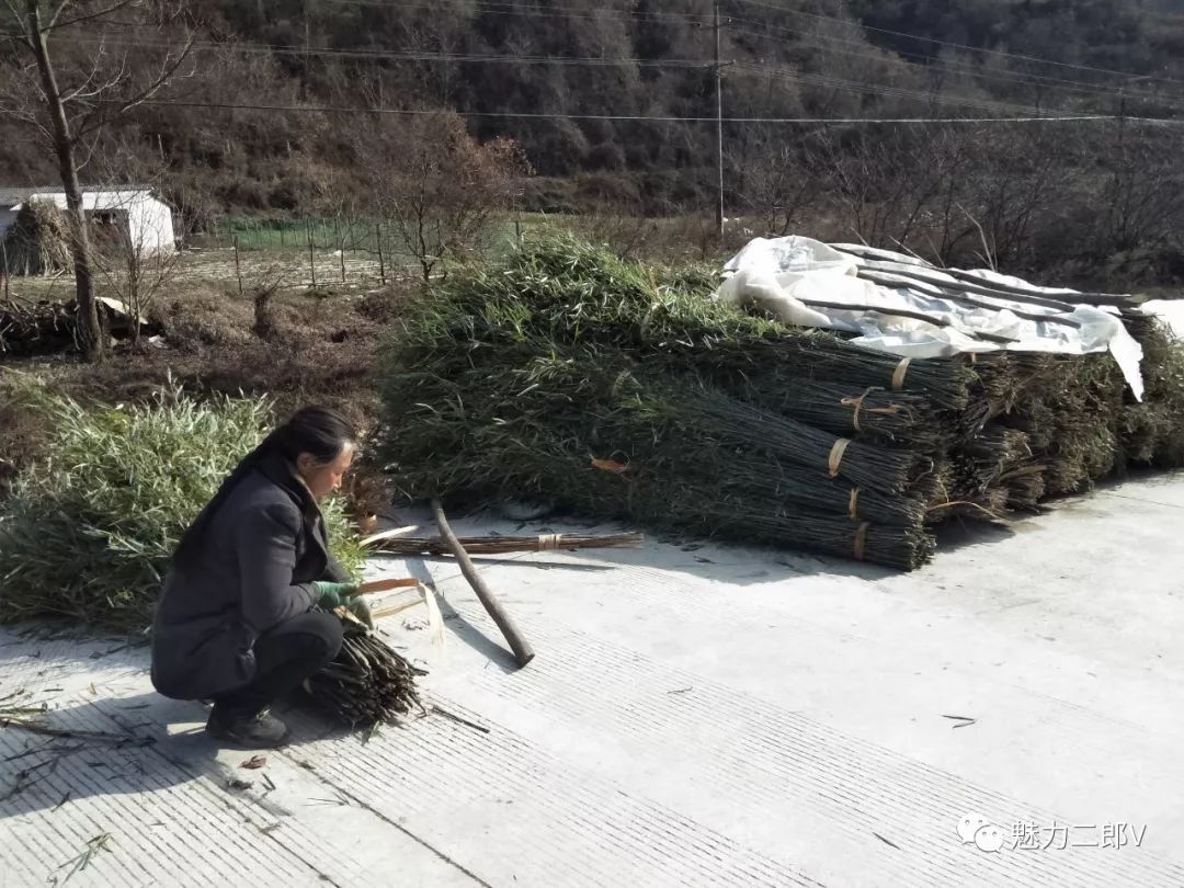 种植竹子致富故事_竹子致富项目_种竹子的故事