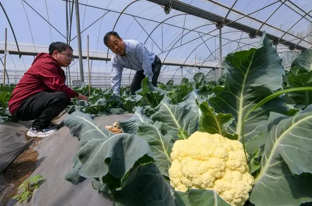 致富经花卉种植_致富地带_大地种植致富花