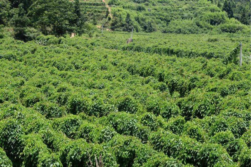 紫山药种植致富_紫色山药种植_紫山药种植视频教程