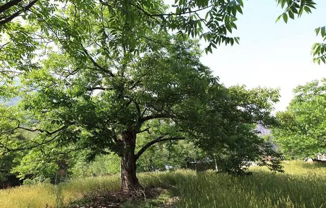 核桃种植技术视频_核桃种植技术新闻_核桃种植新技术