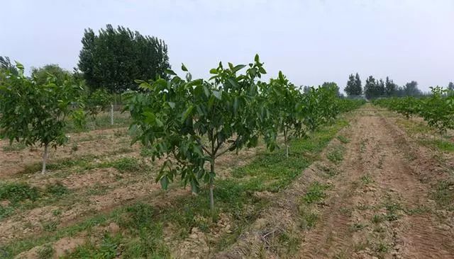 核桃种植新技术_核桃种植技术新闻_核桃种植技术视频