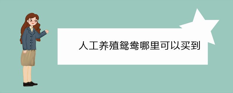 人工养殖鸳鸯哪里可以买到