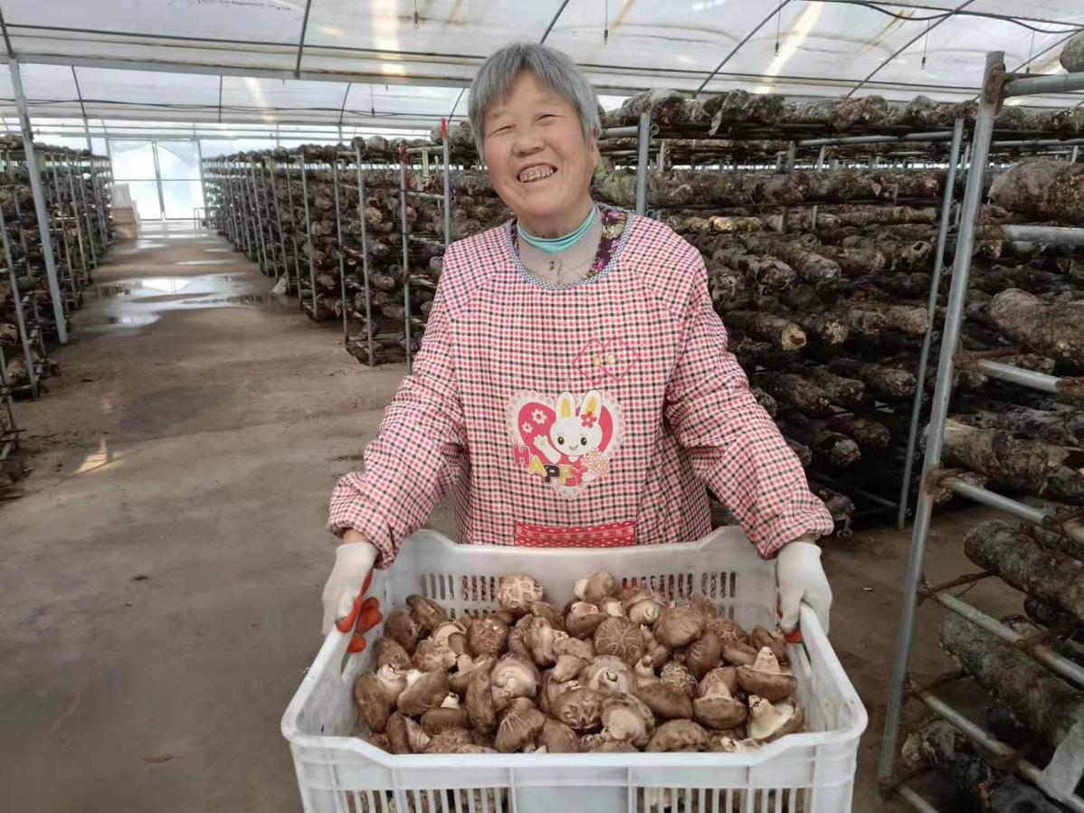 农村香菇种植赚钱_农村种植香菇致富吗_致富香菇种植农村视频