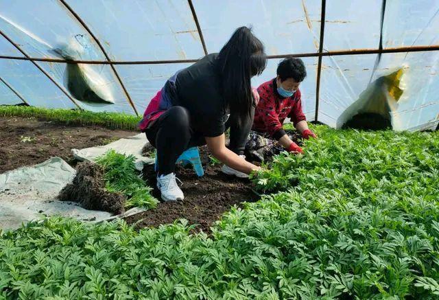 双鸭山种植致富花_双鸭山市花_双鸭山花卉基地