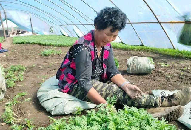 双鸭山种植致富花_双鸭山花卉基地_双鸭山市花