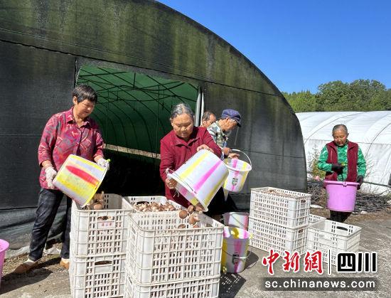 广元利州：深山小香菇撑起群众“致富伞”