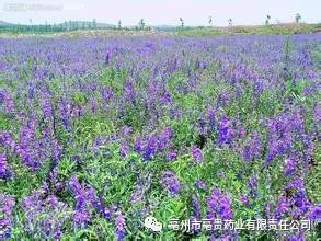 蔓荆子种植致富视频_蔓荆子亩产量_蔓荆子种植技术视频