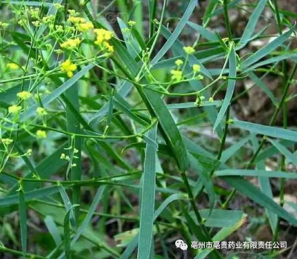 蔓荆子种植技术视频_蔓荆子种植致富视频_蔓荆子亩产量