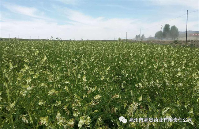 蔓荆子种植技术视频_蔓荆子种植致富视频_蔓荆子亩产量