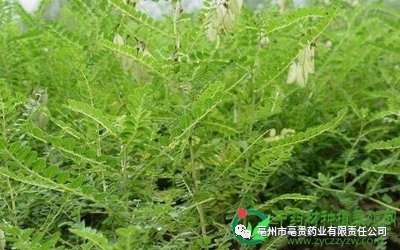 蔓荆子种植致富视频_蔓荆子种植技术视频_蔓荆子亩产量