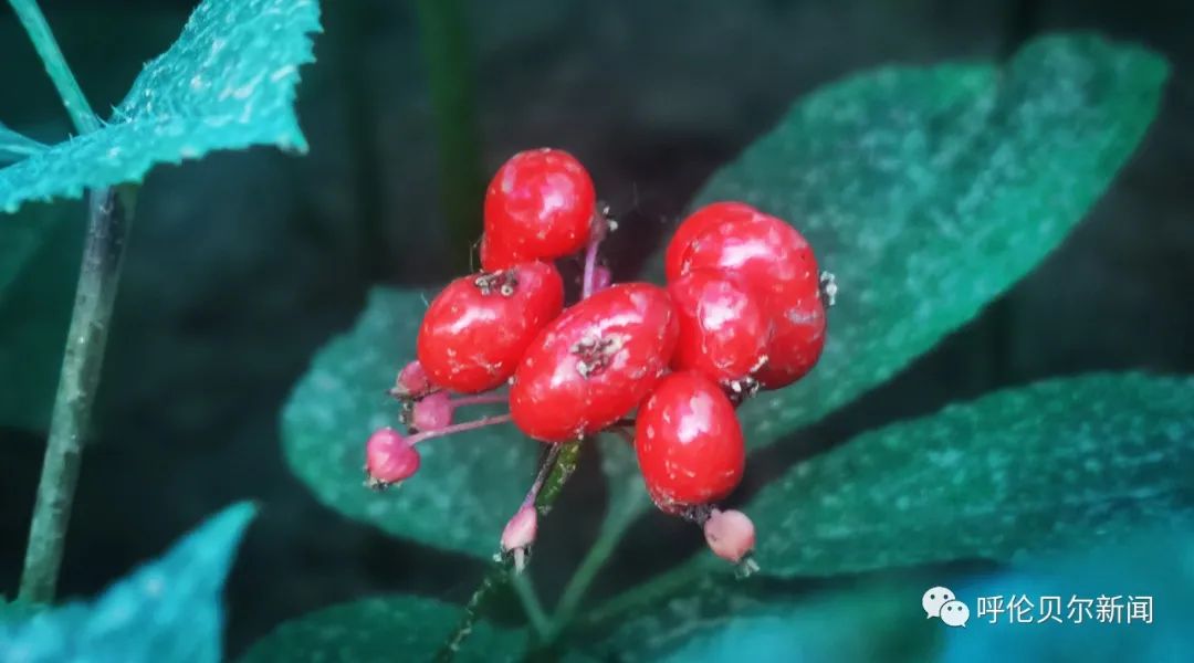 种植人参前景如何_人参种植致富新闻_种植人参赚钱吗