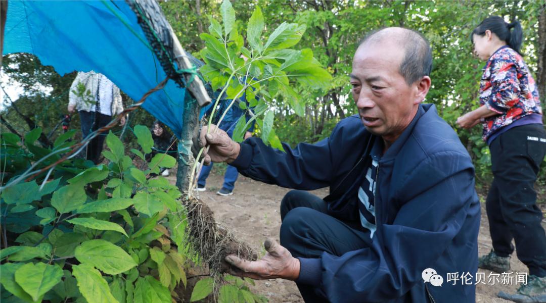 种植人参赚钱吗_人参种植致富新闻_种植人参前景如何