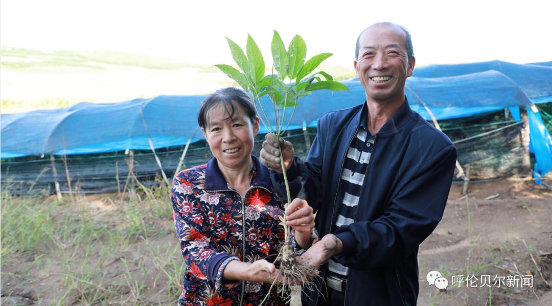 人参种植致富新闻_种植人参前景如何_种植人参赚钱吗