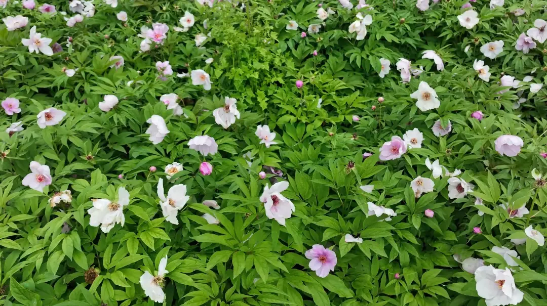 致富种植视频全集_致富大地种植花怎么样_大地种植致富花