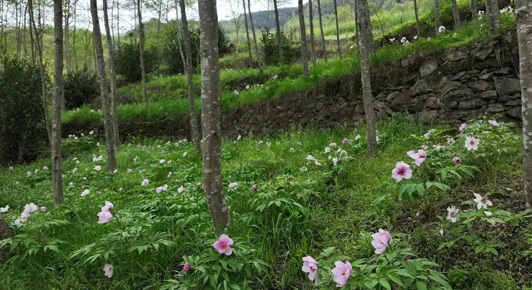 大地种植致富花_致富大地种植花怎么样_致富种植视频全集