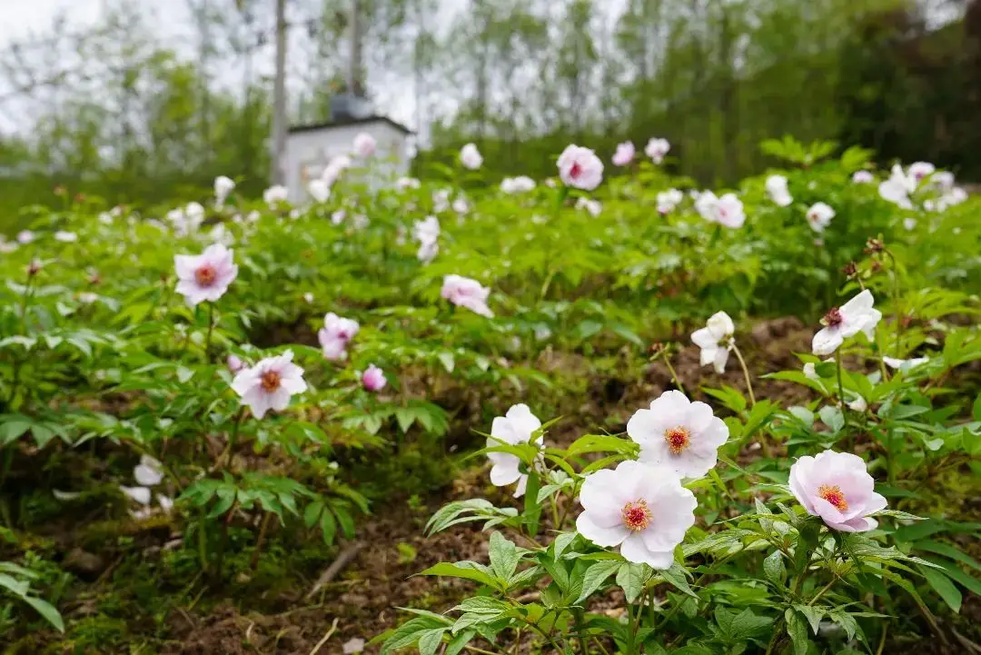 致富大地种植花怎么样_大地种植致富花_致富种植视频全集