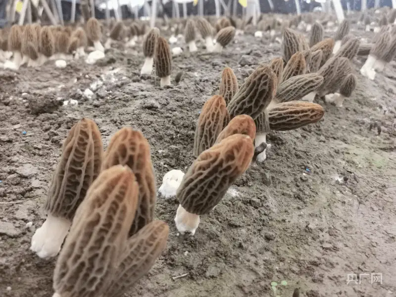 致富种植什么比较赚大钱_致富种植视频全集_种植节节草致富