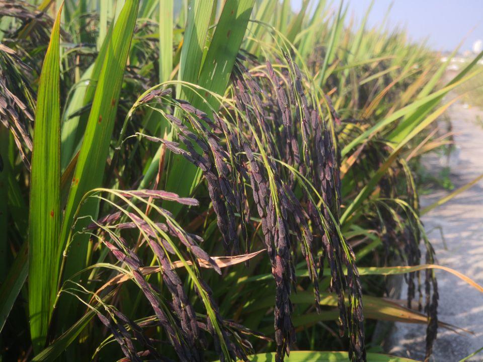 海南种植玉米产量高吗_海南鲜玉米几月成熟_海南鲜食玉米种植致富经验