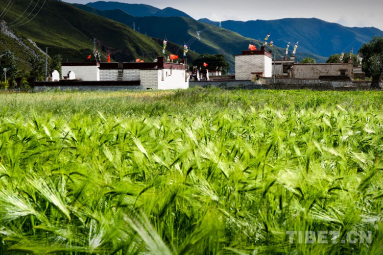 冬季种植_山体种植_山冬7号种植技术