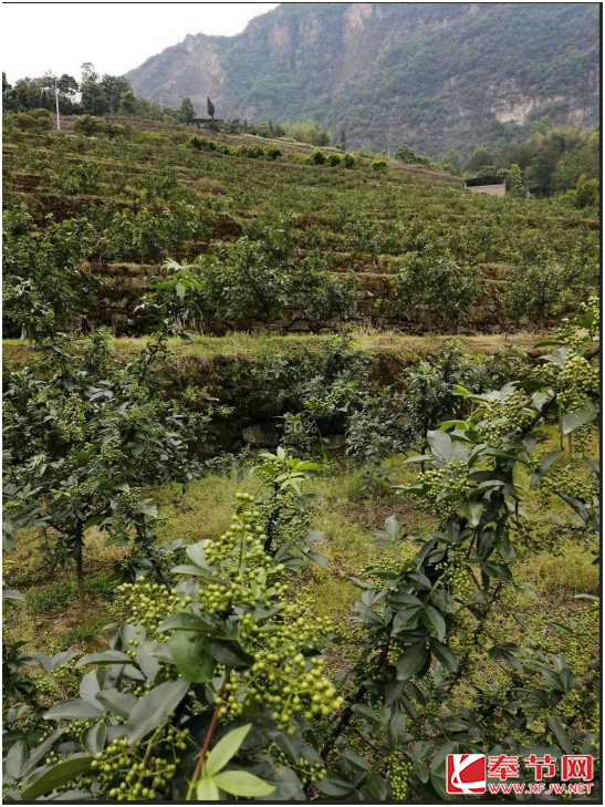 奉节大树镇：集体经济开启村民致富门