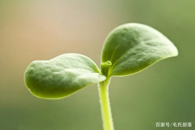 视频西瓜种植技术教程_西瓜技术种植视频_西瓜种植技术视频播放