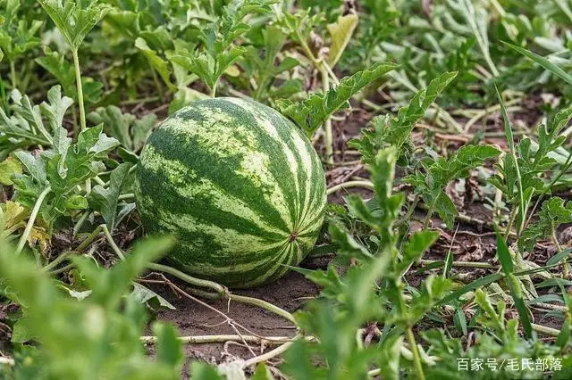 视频西瓜种植技术教程_西瓜技术种植视频_西瓜种植技术视频播放