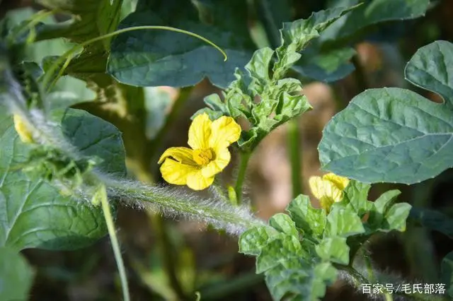 西瓜种植技术视频播放_视频西瓜种植技术教程_西瓜技术种植视频