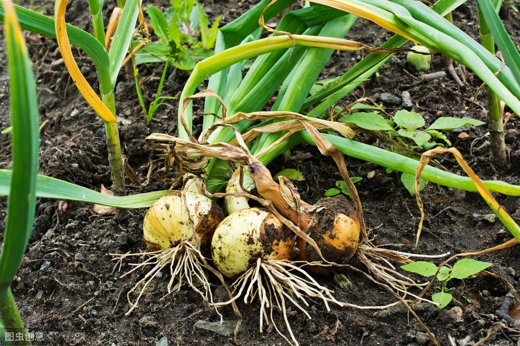 洋葱种植效益_大面积洋葱种植技术_2021年种植洋葱面积大吗