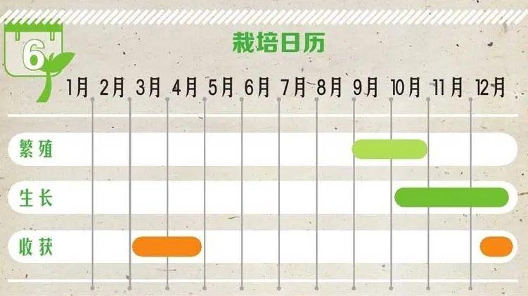 大面积洋葱种植技术_2021年洋葱种植面积豫测_洋葱种植技术及产量