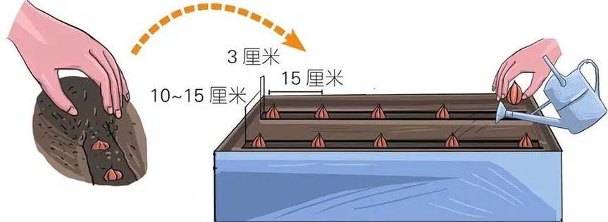 大面积洋葱种植技术_2021年洋葱种植面积豫测_洋葱种植技术及产量