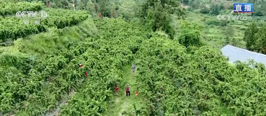 利用荒山致富视频_山地种植致富_荒山种植致富视频