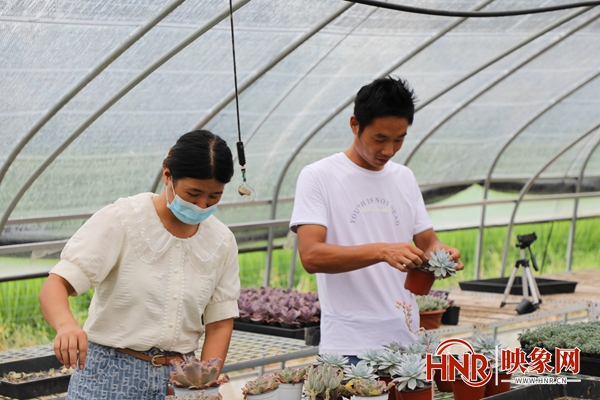 淮滨：小多肉种出大产业 小梦想催生致富花