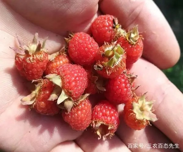 视频种植树莓技术视频教程_树莓怎么种植技术视频_树莓种植技术视频讲座